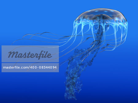 The jellyfish is a predator of the oceans and feeds on small fish and zooplankton.