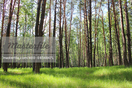 image of beautiful birchwood in the spring in May