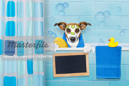 jack russell dog in a bathtub not so amused about that , with yellow plastic duck and towel, face or  beauty mask with cucumber