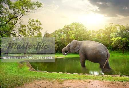 Elefant, bathing  in lake of nature resesrve