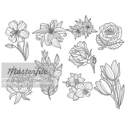 Flower Set. Hand Drawn Monochrome Vector Illustration