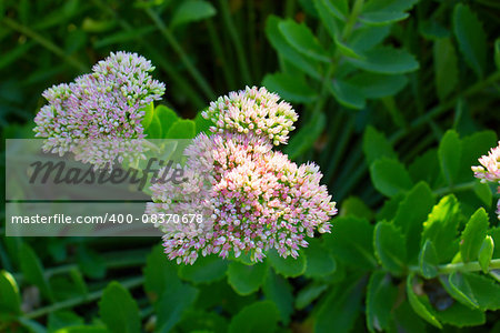 Sedum (Stonecrop) in blossom. Orpine flowers. sedum prominent.  soft autumn flowers in bloom