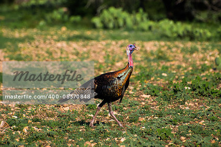 South Texas Rio Grande Turkey walking to the right