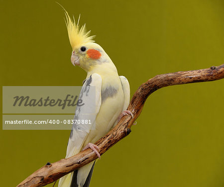 cockatiel parrot resting on a branch on green background