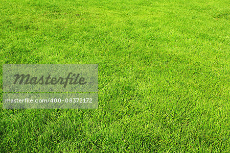 Texture of spring green grass