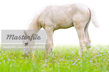 Horse foal graze in meadow on white background
