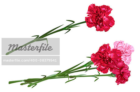Red clove. Bouquet of carnations. Set carnation flowers. Isolated on white vector illustration