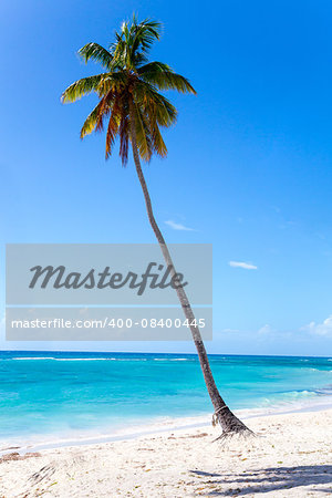 Palm tree on the beach of Isla Saona.