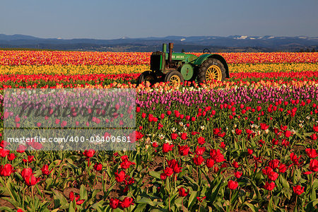 Oregon Tulip Field & Tractor Oregon Tulip Field & Tractor