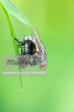 Close up Flesh Fly (Parasarcophaga ruficornis) mating on the leaf in green background