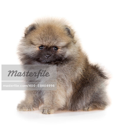 Portrait of a Pomeranian puppy age of 2 month isolated on white
