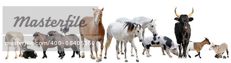 farm animals in front of white background