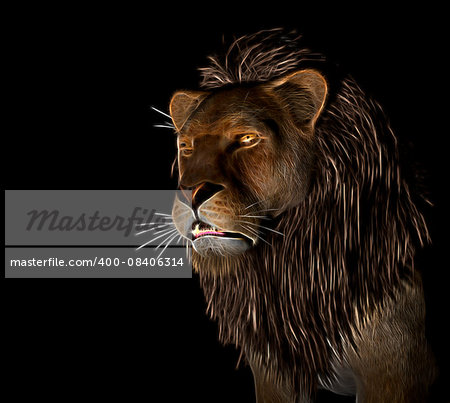 Angry Lion Illustration at black background
