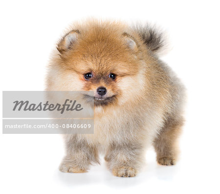 Portrait of a Pomeranian puppy age of 2 month isolated on white background