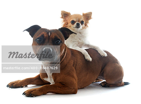 staffordshire bull terrier and chihuahua in front of white background