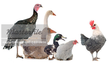 group of poultry in front of white background