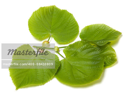 Green linden-tree leafs isolated on white background