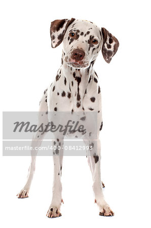 young female dalmatian in front of white background