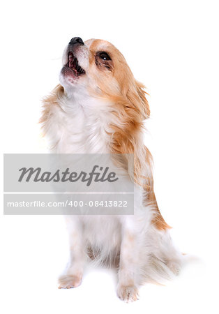 long hair chihuahua howling  in front of white background