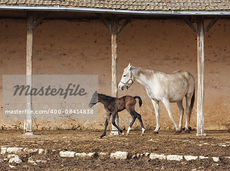 picture of a mare with her foal