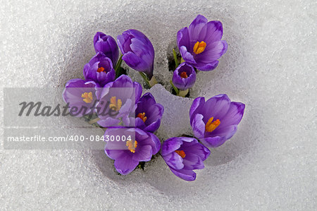 Violet crocuses have struggled through the snow. People associate  these bright flowers with spring.