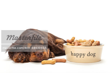 Cute Cocker Spaniel puppy dog sleeping by Happy Dog bowl of boned shaped biscuits