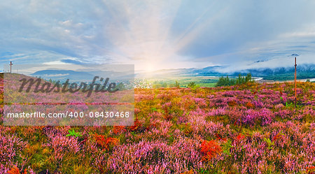 September sunrise country foothills panorama with heather flowers, wooden cross and sunshine (Lviv Oblast, Ukraine)