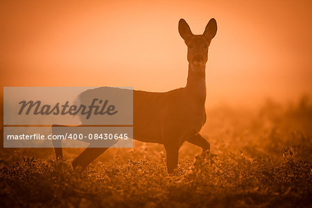 Deer in the early morning light