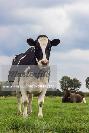 Dutch black and white cow in a grass meadow