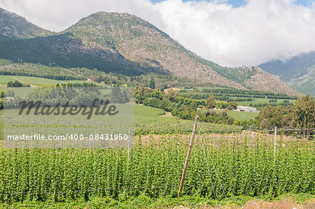 Hops growing along the national road N9 above the Outeniqua Pass between Gerge and Oudtshoorn