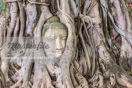 Wat Mahathat Temple, Ayutthaya, Thailand at the ancient fallen Buddha statue head in banyan tree roots.