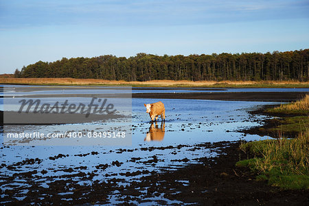 Cow is walking in a marshland with muddy water
