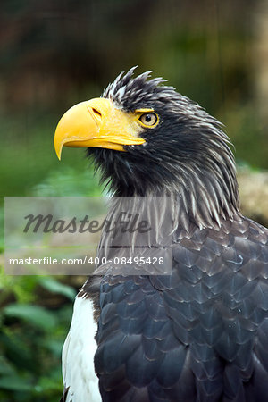 A closeup of the head of a Steller's sea eagle