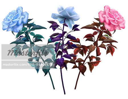 rose flowers isolated, different color, on white background. Digital illustration