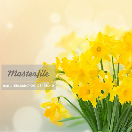 bright spring yellow daffodils close over pink bokeh background