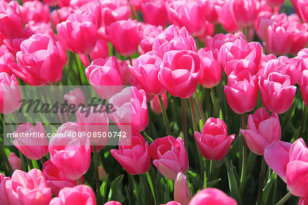 Beautiful bouquet of pink Tulips in Spring Flora Natural Concept field