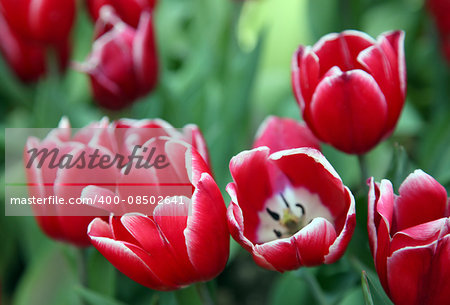 Beautiful bouquet of red Tulips in Spring Flora Natural Concept field
