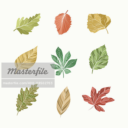 A set of leaves of various trees