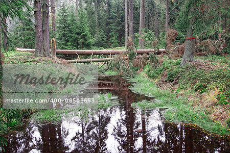 Forests in peat bogs Kladska. Kladska peats - Glatzener Moor- is a national nature reserve in Slavkov Woods - protected landscape area. Slavkov Forest - Kaiserwald - is geomorphological unit in the northern part of the Carlsbad Highlands. Kladska, Czech republic.