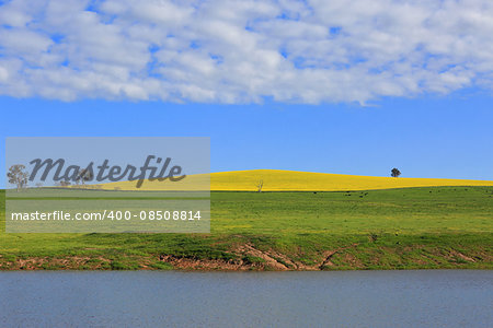 A planted hill of canola l in full bloom of vibrant yellows and in the foreground a lake and grazing field of cattle.  The cattle give the hill dimension and scale.