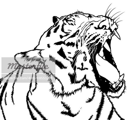 Roaring Tiger - Black and White Drawing Illustration, Vector