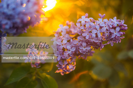 bunch colors delicate purple lilacs in the rays of the setting sun