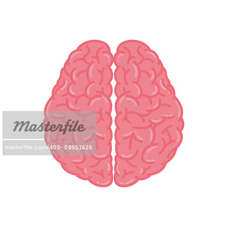 Vector Illustration of Human Brain in Pink Color