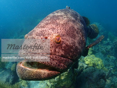 A Close up of a large Goliath Grouper at Looe Key National Park in the Florida Keys.