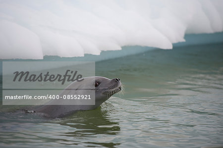 Crabeater seals on the ice in Antarctica