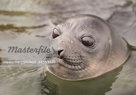 Baby Elephant Seal in the water South Georgia nice look