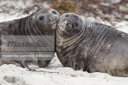 Southern Elephant Seal pups (Mirounga leonina) on a sandy beach on Sealion Island in the Falkland Islands.