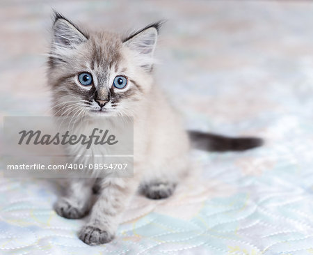 A Neva-Masquerade kitten sitting on the bed