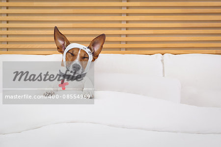 sick and ill jack russell  dog resting  having  a siesta on  bed,   tired and sleepy