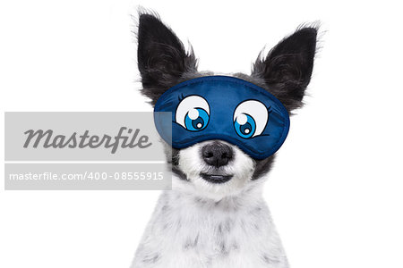 dog  resting ,sleeping or having a siesta  with   eye mask, isolated on white background